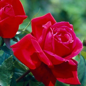 HAPPY RUBY WEDDING (hybrid tea)